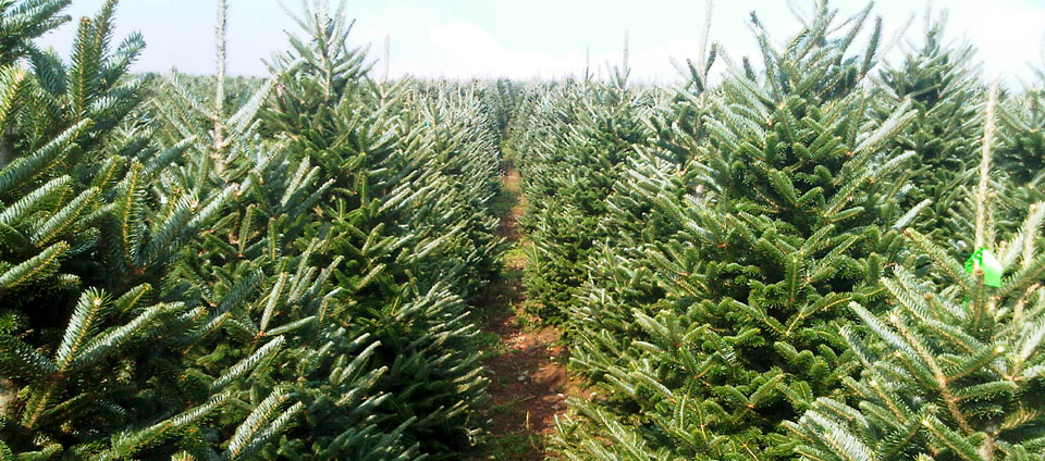 Fraser fir Christmas tree rows at Plantations BL