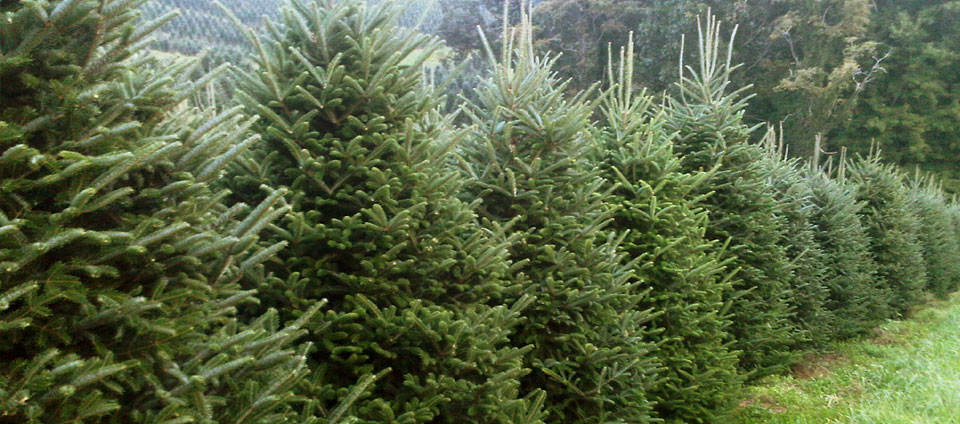 Row of Fraser fir Christmas trees ready for harvest