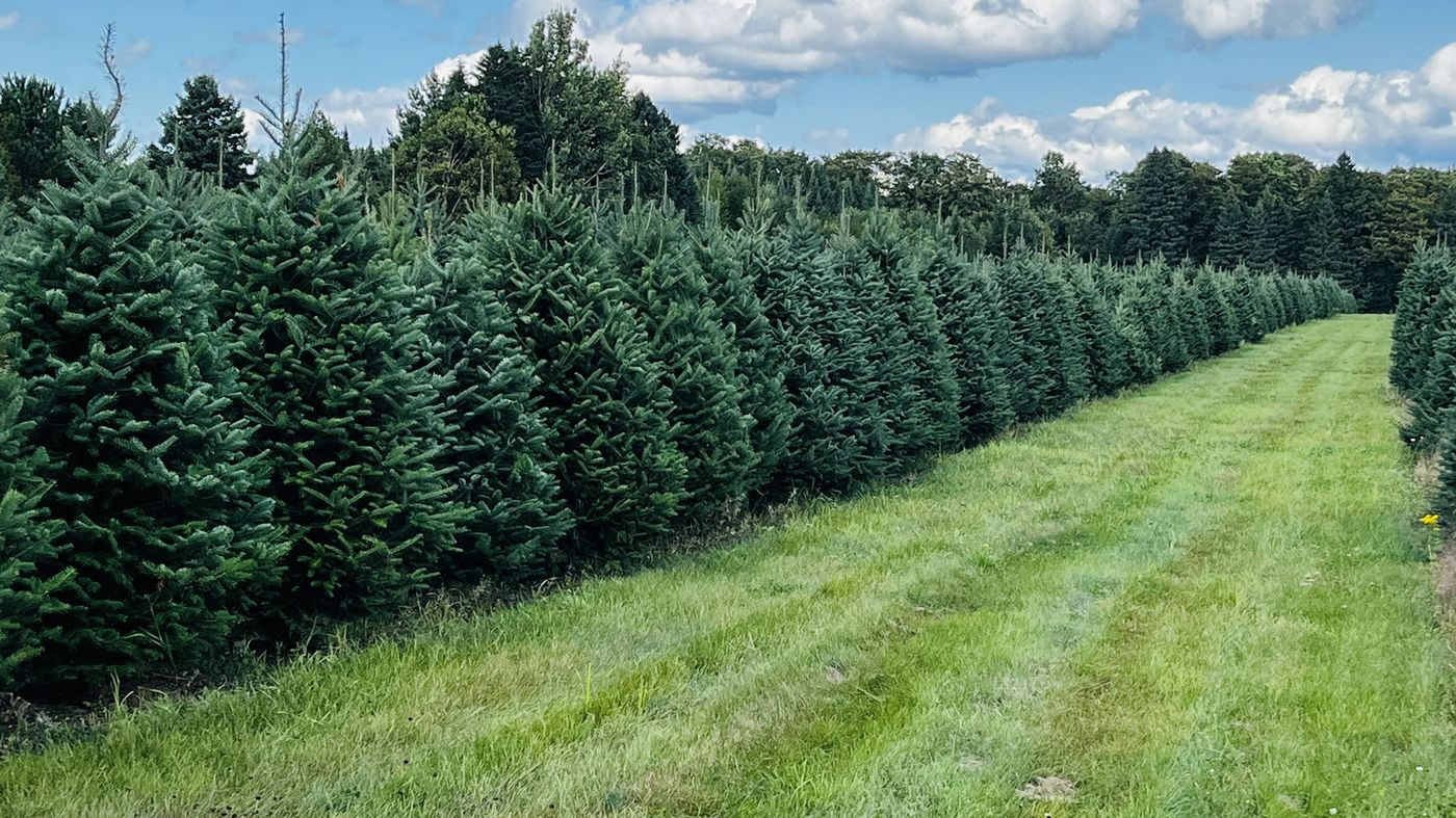 A row of Fraser fir trees along a mowed grass lane under a blue sky