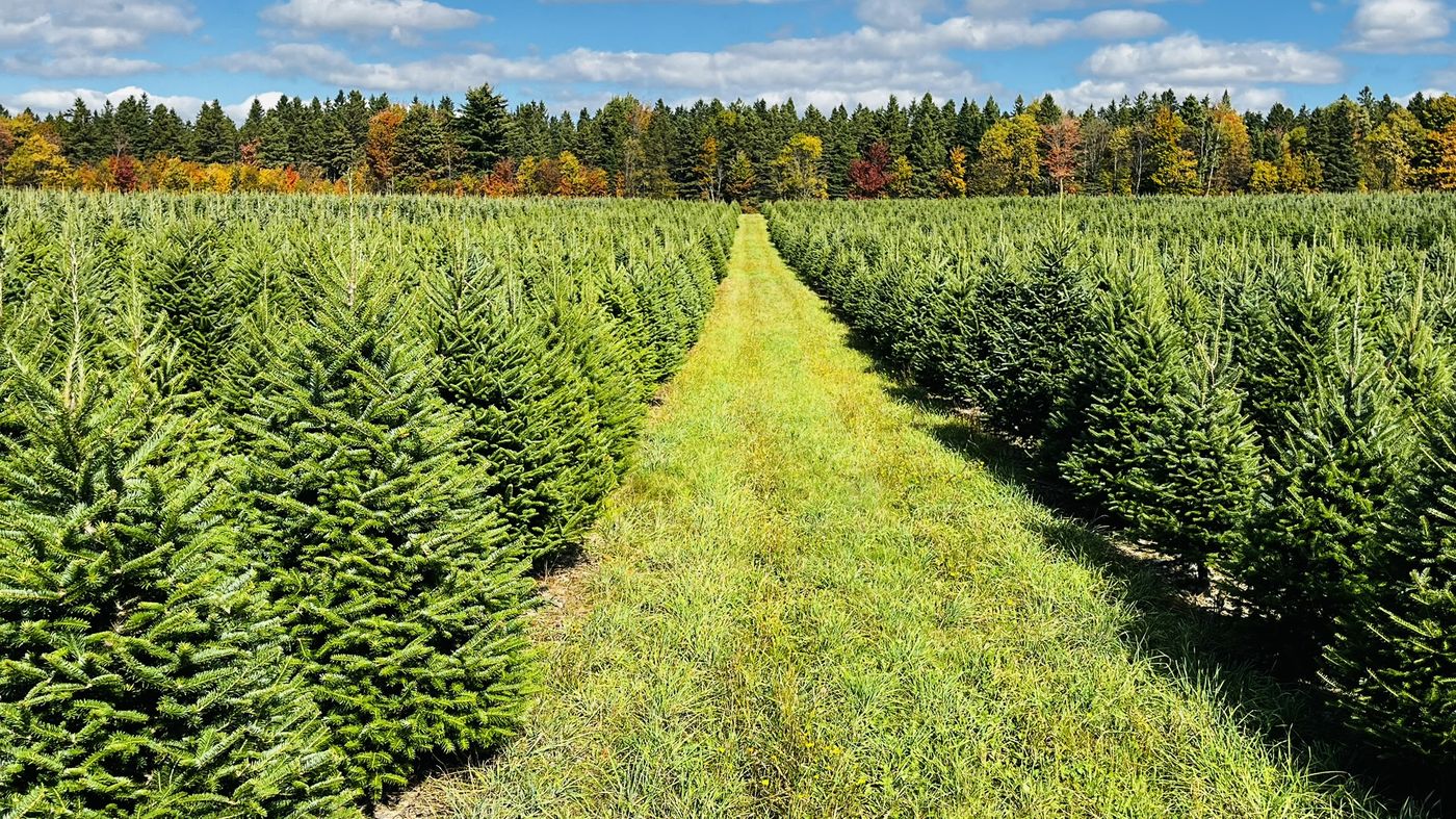 A grass lane between rows of Balsam fir trees with autumn foliage in the tree line beyond