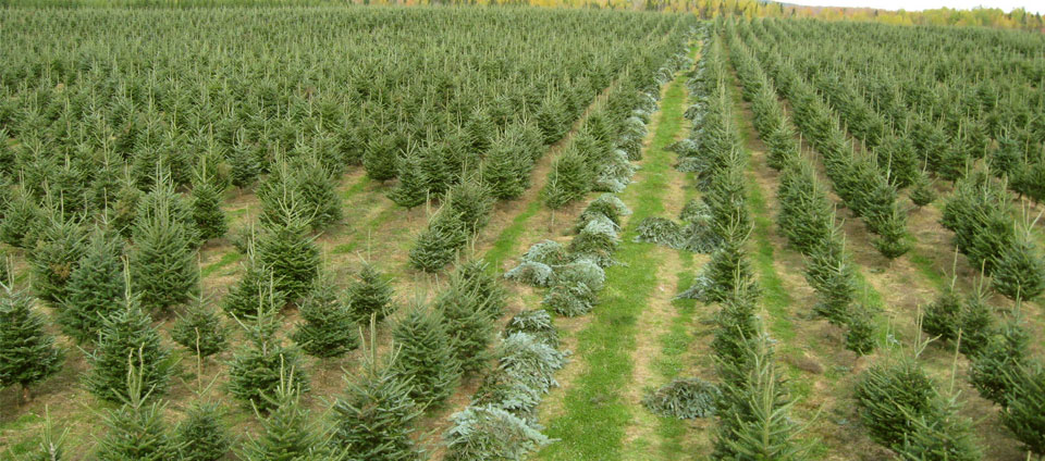 Rows of Christmas trees with fresh-cut brush piled along the lanes for wreath and greenery production