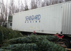 A Seaboard Marine refrigerated shipping container being loaded with freshly cut Christmas trees