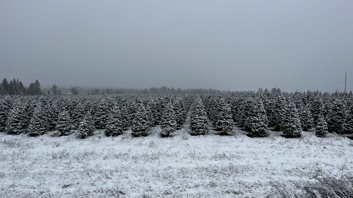 Snow-covered rows of Christmas trees at the plantation during a winter snowfall