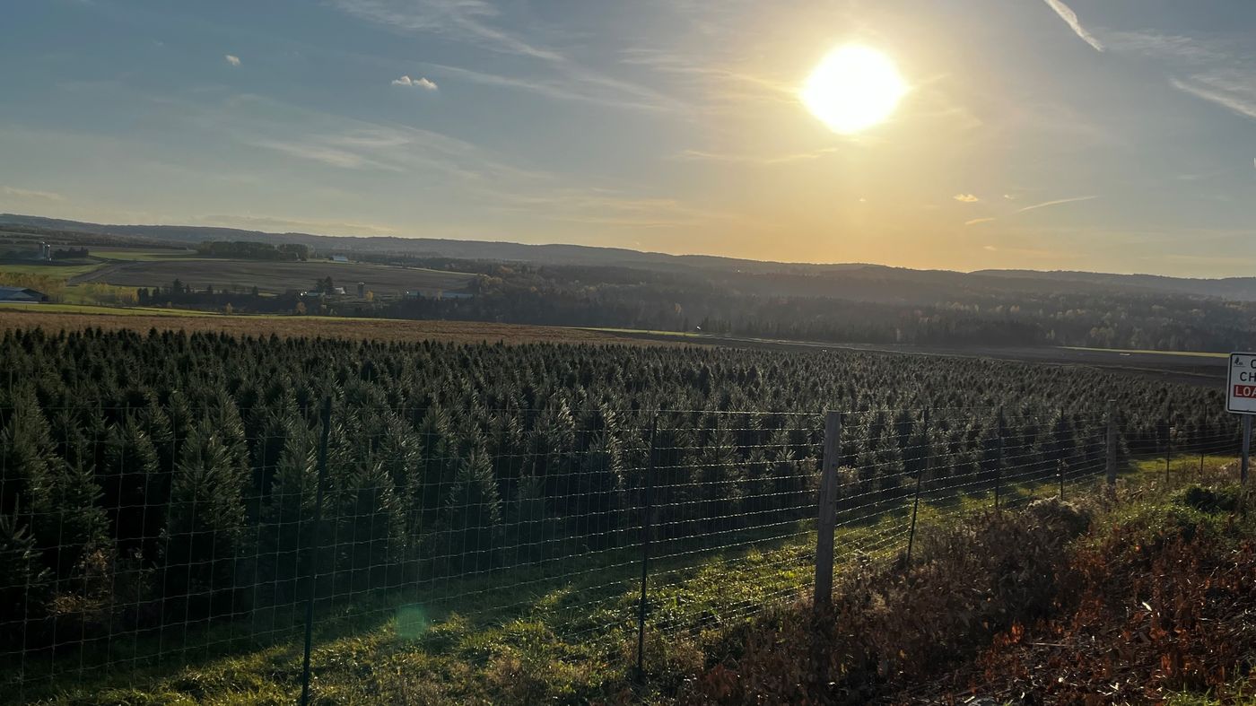 Sunset over the Christmas tree fields at Plantations BL, with a loading sign visible along the fence line