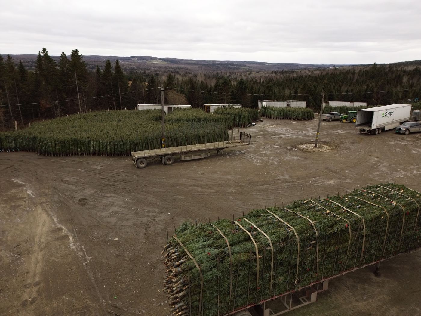 A flatbed trailer and Safex Transport truck at the loading yard, surrounded by rows of fresh-cut trees