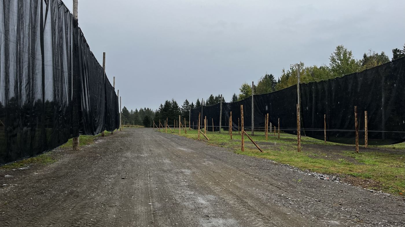 Windbreak fencing lining a farm road at the plantation