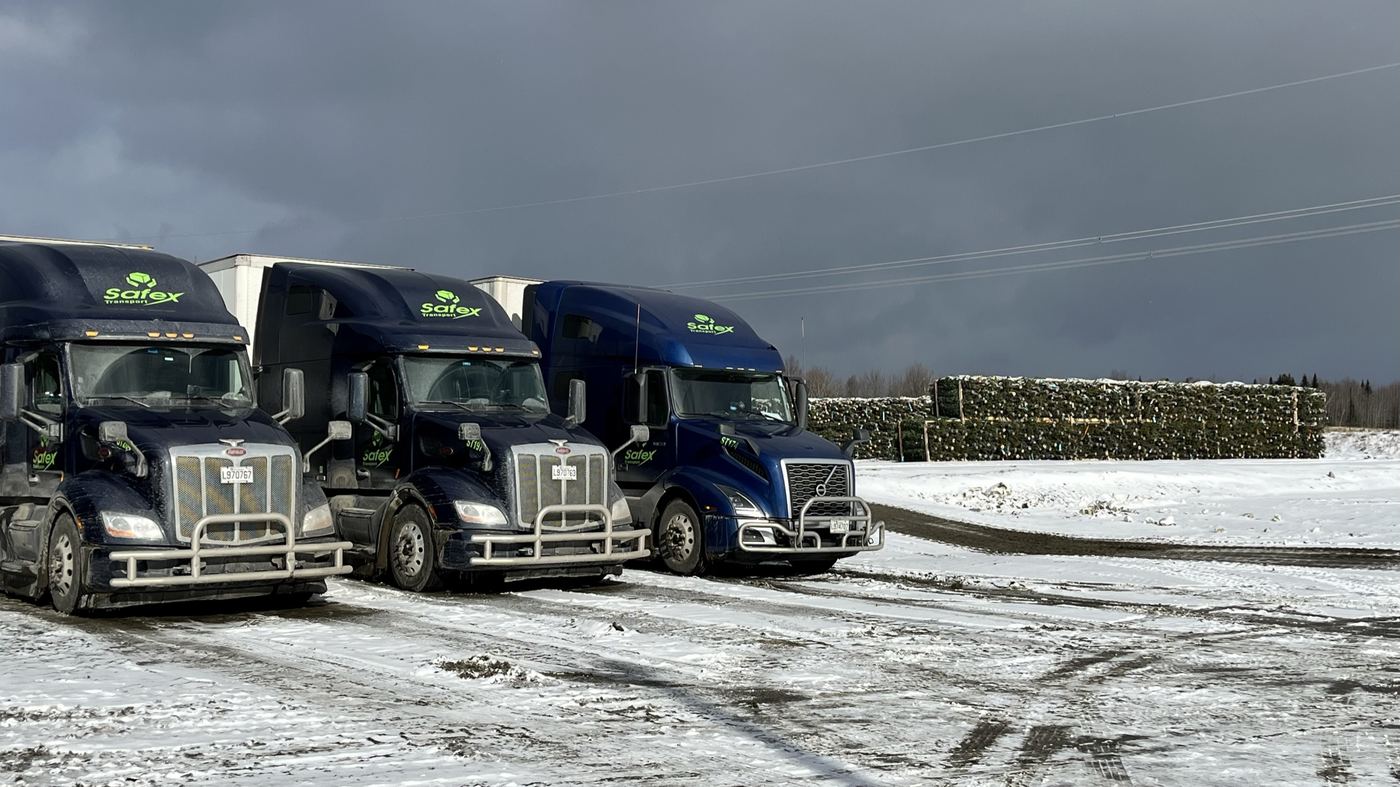Three Safex Transport trucks parked at the yard with baled Christmas trees stacked behind them