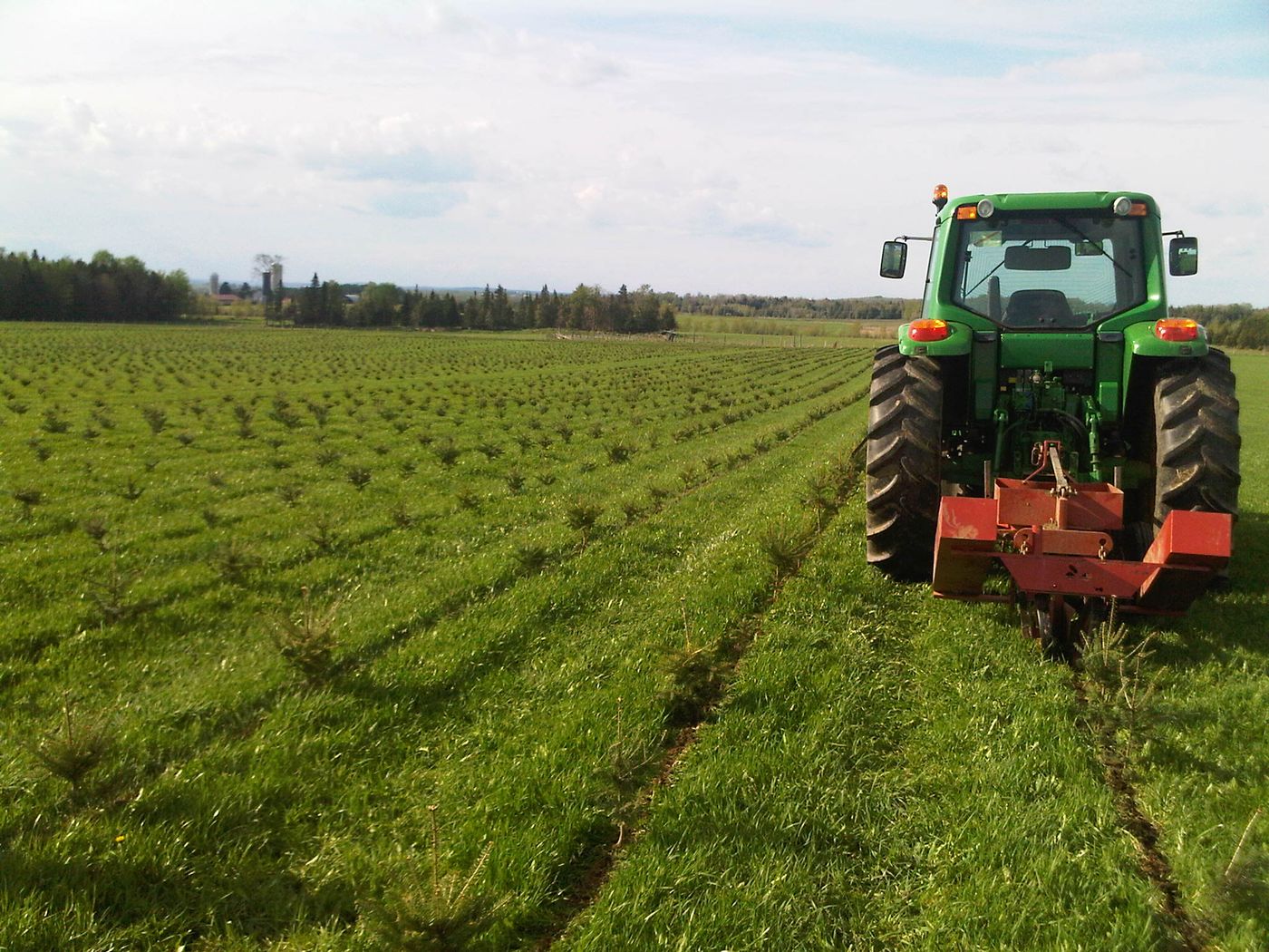 A tractor maintaining the rows of young Christmas tree transplants in the field