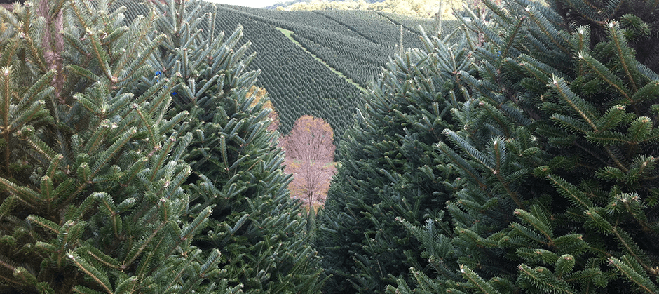 Wholesale christmas hot sale trees