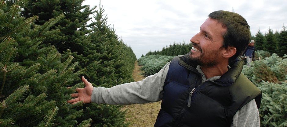 real christmas tree care instruction