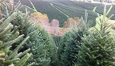 Fresh Christmas Trees Grower