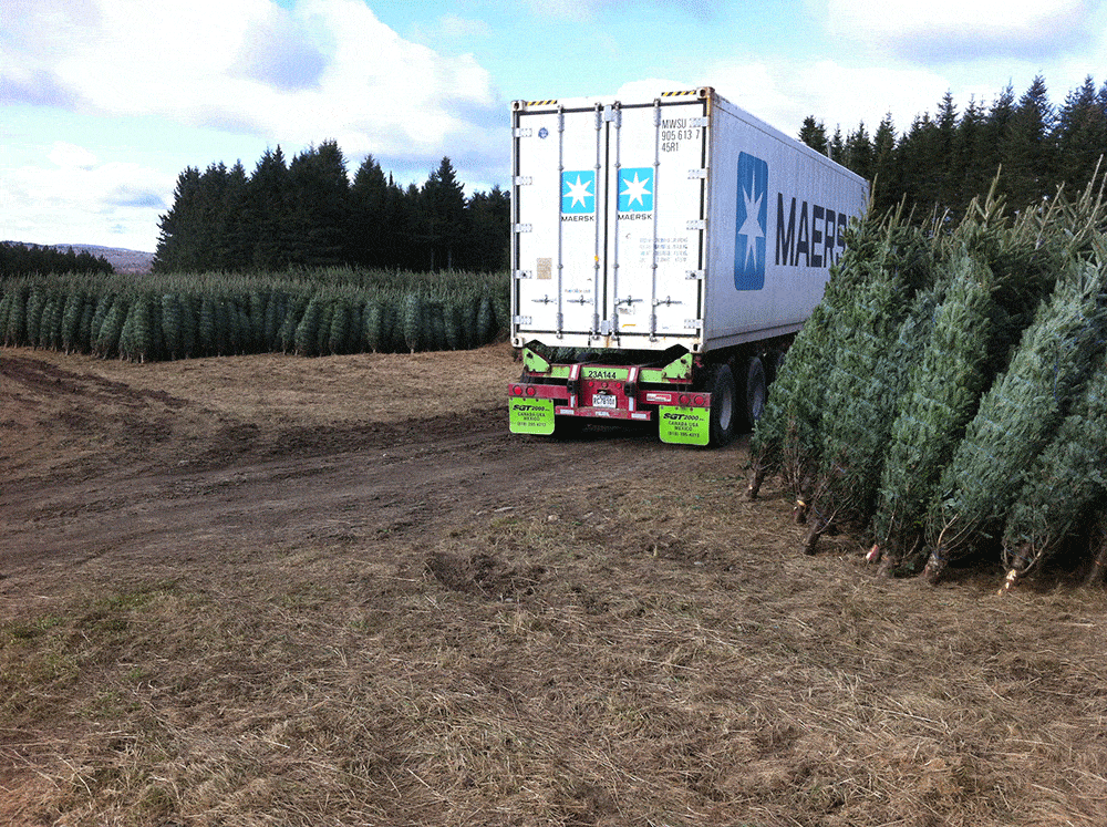 christmas trees exportation