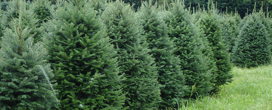 Balsam fir outlet tree