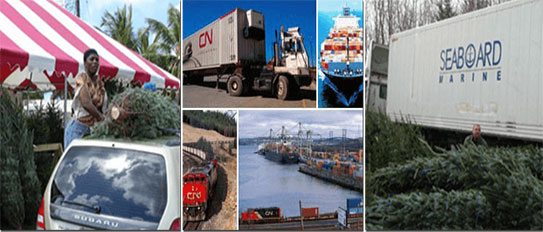 christmas tree containers exportation