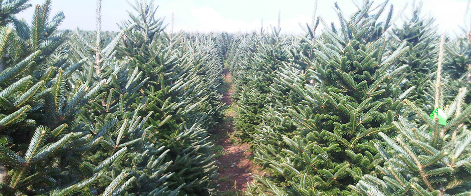 North Carolina Fraser Fir